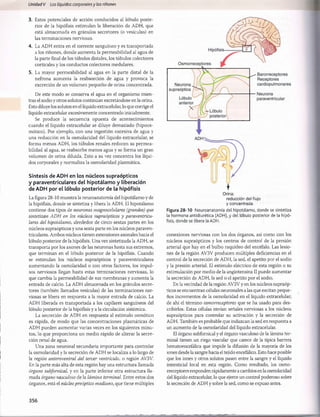 Unidad V Los líquidos corporalesy los riñones
3. Estos potenciales de acción conducidos al lóbulo poste­
rior de la hipófisis estimulan la liberación de ADH, que
está almacenada en gránulos secretores (o vesículas) en
las terminaciones nerviosas.
4. La ADH entra en el torrente sanguíneo y es transportada
a los riñones, donde aumenta la permeabilidad al agua de
la parte final de los túbulos distales, los túbulos colectores
corticales y los conductos colectores medulares.
5. La mayor permeabilidad al agua en la parte distal de la
nefrona aumenta la reabsorción de agua y provoca la
excreción de un volumen pequeño de orina concentrada.
De este modo se conserva el agua en el organismo mien­
tras el sodio y otros solutos continúan excretándose en la orina.
Esto diluye los solutos en el líquido extracelular, lo que corrige el
líquido extracelular excesivamente concentrado inicialmente.
Se produce la secuencia opuesta de acontecimientos
cuando el líquido extracelular se diluye demasiado (hipoos-
mótico). Por ejemplo, con una ingestión excesiva de agua y
una reducción en la osmolaridad del líquido extracelular, se
forma menos ADH, los túbulos renales reducen su permea­
bilidad al agua, se reabsorbe menos agua y se forma un gran
volumen de orina diluida. Esto a su vez concentra los líqui­
dos corporales y normaliza la osmolaridad plasmática.
Síntesis de AD H en los núcleos supraópticos
y paraventriculares del hipotálamo y liberación
de AD H por el lóbulo posterior de la hipófisis
La figura 28-10 muestra la neuroanatomía del hipotálamo y de
la hipófisis, donde se sintetiza y libera la ADH. El hipotálamo
contiene dos tipos de neuronas magnocelulares (grandes) que
sintetizan AD H en los núcleos supraópticos y paraventricu­
lares del hipotálamo, alrededor de cinco sextas partes en los
núcleos supraópticos y una sexta parte en los núcleos paraven­
triculares. Ambos núcleos tienen extensiones axonales hacia el
lóbulo posterior de la hipófisis. Una vez sintetizada la ADH, se
transporta por los axones de las neuronas hasta sus extremos,
que terminan en el lóbulo posterior de la hipófisis. Cuando
se estimulan los núcleos supraópticos y paraventriculares
aumentando la osmolaridad o con otros factores, los impul­
sos nerviosos llegan hasta estas terminaciones nerviosas, lo
que cambia la permeabilidad de sus membranas y aumenta la
entrada de calcio. La ADH almacenada en los gránulos secre­
tores (también llamados vesículas) de las terminaciones ner­
viosas se libera en respuesta a la mayor entrada de calcio. La
ADH liberada es transportada a los capilares sanguíneos del
lóbulo posterior de la hipófisis y a la circulación sistèmica.
La secreción de ADH en respuesta al estímulo osmótico
es rápida, de modo que las concentraciones plasmáticas de
ADH pueden aumentar varias veces en los siguientes minu­
tos, lo que proporciona un medio rápido de alterar la secre­
ción renal de agua.
Una zona neuronal secundaria importante para controlar
la osmolaridad y la secreción de ADH se localiza a lo largo de
la región anteroventral del tercer ventrículo, o región AV3V.
En la parte más alta de esta región hay una estructura llamada
órgano subfornical, y en la parte inferior otra estructura lla­
mada órgano vasculoso de la lámina terminal. Entre estos dos
órganos, está el núcleo preóptico mediano, que tiene múltiples
Orina:
reducción del flujo
y concentrada
Figura 28-10 Neuroanatomía del hipotálamo, donde se sintetiza
la hormona antidiurética (ADH), y del lóbulo posterior de la hipó­
fisis, donde se libera la ADH.
conexiones nerviosas con los dos órganos, así como con los
núcleos supraópticos y los centros de control de la presión
arterial que hay en el bulbo raquídeo del encéfalo. Las lesio­
nes de la región AV3V producen múltiples deficiencias en el
control de la secreción de ADH, la sed, el apetito por el sodio
y la presión arterial. El estímulo eléctrico de esta región o su
estimulación por medio de la angiotensina II puede aumentar
la secreción de ADH, la sed o el apetito por el sodio.
En la vecindad de la región AV3V y en los núcleos supraóp­
ticos se encuentran células neuronales a las que excitan peque­
ños incrementos de la osmolaridad en el líquido extracelular;
de ahí el término osmorreceptores que se ha usado para des­
cribirlos. Estas células envían señales nerviosas a los núcleos
supraópticos para controlar su activación y la secreción de
ADH. También es probable que induzcan la sed en respuesta a
un aumento de la osmolaridad del líquido extracelular.
El órgano subfornical y el órgano vasculoso de la lámina ter­
minal tienen un riego vascular que carece de la típica barrera
hematoencefálica que impide la difusión de la mayoría de los
iones desde la sangre hacia el tejido encefálico. Esto hace posible
que los iones y otros solutos pasen entre la sangre y el líquido
intersticial local en esta región. Como resultado, los osmo­
rreceptores responden rápidamente a cambios en la osmolaridad
del líquido extracelular, lo que ejerce un control poderoso sobre
la secreción de ADH y sobre la sed, como se expuso antes.
356
桴瑰㨯⽢潯歳浥摩捯献潲
桴瑰㨯⽢潯歳浥摩捯献潲
 