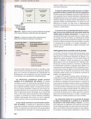 Unidad V Los líquidos corporalesy los ríñones
Ingestión de K+
100 m E q /d ía 
Perdida de K+
/
Orina 92 mEq/día
Heces 8 mEq/día
100 mEq/día
K+ en el líquido K+ en el líquido
extracelular intracelular
4,2 mEq/l 140 mEq/l
x 14 I x 28 I
59 mEq 3.920 mEq
0 mEq/dia
Figura 29-1 Ingestión normal de potasio, distribución del potasio
los líquidos corporales y salida del potasio del organismo.
en
Tabla 29-1 Factores que pueden alterar la distribución del
potasio entre el líquido intracelulary el extracelular
Factores que meten
K+en las células
(reducción de [K+
]
extracelular)
• Insulina
• Aldosterona
• Estímulo ß-adrenörgico
• Alcalosis
Factores que sacan K+
de las células (aumento de [K+
]
extracelular)
• Deficiencia de insulina (diabetes
mellitus)
• Deficiencia de aldosterona
(enfermedad de Addison)
• Bloqueo p-adrenérgico
• Acidosis
• Lisis celular
• Ejercicio extenuante
• Aumento de la osmolaridad del
líquido extracelular
del potasio desde el líquido extracelular al intracelular, sobre
todo a través de la estimulación de los receptores |3.2-adrenér-
gicos. Por el contrario, el tratamiento de la hipertensión con
|3-bloqueantes, como propranolol, hace que el potasio salga
de las células y crea una tendencia a la hiperpotasemia.
Las alteraciones acidobásicas pueden provocar
cambios en la distribución del potasio. La acidosis
metabòlica aumenta la concentración extracelular de pota­
sio, en parte por la salida de potasio de las células, mientras
que la alcalosis metabòlica reduce la concentración de pota­
sio en el líquido extracelular. Aunque los mecanismos res­
ponsables del efecto de la concentración del ion hidrógeno
sobre la distribución interna del potasio no se conocen del
todo, un efecto de la mayor concentración del ion hidrógeno
es reducir la actividad de la bomba adenosina trifosfatasa
(ATPasa) sodio-potasio. Esto reduce a su vez la captación
celular de potasio y eleva su concentración extracelular.
La lisis celular aumenta la concentración extrace­
lular de potasio. A medida que se destruyen las células,
las grandes cantidades de potasio contenidas en las células se
liberan al compartimiento extracelular. Esto puede producir
una hiperpotasemia acentuada si se destruyen grandes can­
tidades de tejido, como ocurre en la lesión muscular grave o
en la lisis de eritrocitos.
El ejercicio extenuante puede provocar una hiper­
potasemia al liberar potasio del músculo esquelético.
Durante el ejercicio prolongado, el potasio se libera del mús­
culo esquelético hacia el líquido extracelular. Habitualmente,
la hiperpotasemia es leve, pero puede ser clínicamente sig­
nificativa después del ejercicio intenso especialmente en los
pacientes tratados con p-bloqueantes o en sujetos con una
deficiencia de insulina. En casos raros, la hiperpotasemia
tras el ejercicio puede ser tan intensa que provoque arritmias
cardíacas y muerte súbita.
El aumento de la osmolaridad del líquido extrace­
lular provoca una redistribución del potasio desde las
células hasta el líquido extracelular. El aumento de la
osmolaridad del líquido extracelular provoca un flujo osmó­
tico de agua fuera de las células. La deshidratación celular
aumenta la concentración intracelular de potasio, con lo que
favorece la difusión de potasio fuera de las células y aumenta
la concentración de potasio en el líquido extracelular. La
reducción de la osmolaridad en el líquido extracelular tiene
el efecto opuesto.
Visión general de la excreción renal de potasio
La excreción de potasio renal está determinada por la suma
de tres procesos renales: 1) la filtración de potasio (FG mul­
tiplicado por la concentración plasmática de potasio); 2) la
reabsorción tubular de potasio y 3) la secreción tubular de
potasio. La filtración normal de potasio por los capilares
glomerulares es de unos 756 mEq/día (FG, 1801/día multi­
plicado por el potasio plasmático, 4,2mEq/l); esta filtración
es relativamente constante en personas sanas debido a los
mecanismos de autorregulación del FG comentados antes y
a la precisión con que se regula la concentración plasmática
de potasio. Pero la reducción acentuada del FG en ciertas
nefropatías puede provocar una acumulación acentuada de
potasio y una hiperpotasemia.
La figura 29-2 resume el manejo tubular del potasio en
condiciones normales. Alrededor del 65% del potasio filtrado
se reabsorbe en el tùbulo proximal. Otro 25-30% del pota­
sio filtrado se reabsorbe en el asa de Henle, en especial en
la parte gruesa ascendente donde el potasio se cotransporta
activamente junto al sodio y el cloro. En el tùbulo proximal
y en el asa de Henle se reabsorbe una fracción relativamente
constante de la carga de potasio filtrada. Los cambios en la
reabsorción del potasio en estos segmentos pueden influir en
la excreción de potasio, pero la mayor parte de la variación
diaria en la excreción de potasio no se debe a cambios en la
reabsorción en el tùbulo proximal ni en el asa de Henle.
Las variaciones diarias en la excreción de potasio
se deben principalmente a cambios en la secreción
de potasio en los túbulos distal y colector. Las zonas
más importantes de regulación de la excreción del potasio
son las células principales en la parte final de los túbulos dis­
tales y en los túbulos colectores corticales. En estos segmen­
tos tubulares, el potasio puede reabsorberse a veces u otras
362
桴瑰㨯⽢潯歳浥摩捯献潲
桴瑰㨯⽢潯歳浥摩捯献潲
 