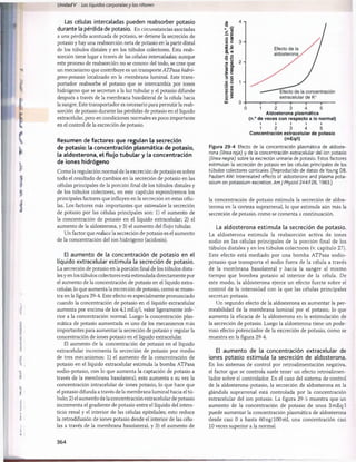 Unidad V Los líquidos corporalesy los riñones
Las células intercaladas pueden reabsorber potasio
durante la pérdida de potasio. En circunstancias asociadas
a una pérdida acentuada de potasio, se detiene la secreción de
potasio y hay una reabsorción neta de potasio en la parte distal
de los túbulos distales y en los túbulos colectores. Esta reab­
sorción tiene lugar a través de las células intercaladas; aunque
este proceso de reabsorción no se conoce del todo, se cree que
un mecanismo que contribuye es un transporte ATPasa hidró-
geno-potasio localizado en la membrana luminal. Este trans­
portador reabsorbe el potasio que se intercambia por iones
hidrógeno que se secretan a la luz tubular y el potasio difunde
después a través de la membrana basolateral de la célula hacia
la sangre. Este transportador es necesario para permitir la reab­
sorción de potasio durante las pérdidas de potasio en el líquido
extracelular, pero en condiciones normales es poco importante
en el control de la excreción de potasio.
Resumen de factores que regulan la secreción
de potasio: la concentración plasmática de potasio,
la aldosterona, el flujo tubular y la concentración
de iones hidrógeno
Como la regulación normal de la excreción de potasio es sobre
todo el resultado de cambios en la secreción de potasio en las
células principales de la porción final de los túbulos distales y
de los túbulos colectores, en este capítulo expondremos los
principales factores que influyen en la secreción en estas célu­
las. Los factores más importantes que estimulan la secreción
de potasio por las células principales son: 1) el aumento de
la concentración de potasio en el líquido extracelular; 2) el
aumento de la aldosterona, y 3) el aumento del flujo tubular.
Un factor que reduce la secreción de potasio es el aumento
de la concentración del ion hidrógeno (acidosis).
El aumento de la concentración de potasio en el
líquido extracelular estimula la secreción de potasio.
La secreción de potasio en la porción final de los túbulos dista­
les y en los túbulos colectores está estimulada directamente por
el aumento de la concentración de potasio en el líquido extra-
celular, lo que aumenta la excreción de potasio, como se mues­
tra en la figura 29-4. Este efecto es especialmente pronunciado
cuando la concentración de potasio en el líquido extracelular
aumenta por encima de los 4,1 mEq/1, valor ligeramente infe­
rior a la concentración normal. Luego la concentración plas­
mática de potasio aumentada es uno de los mecanismos más
importantes para aumentar la secreción de potasio y regular la
concentración de iones potasio en el líquido extracelular.
El aumento de la concentración de potasio en el líquido
extracelular incrementa la secreción de potasio por medio
de tres mecanismos: 1) el aumento de la concentración de
potasio en el líquido extracelular estimula la bomba ATPasa
sodio-potasio, con lo que aumenta la captación de potasio a
través de la membrana basolateral; esto aumenta a su vez la
concentración intracelular de iones potasio, lo que hace que
el potasio difunda a través de la membrana luminal hacia el tú-
bulo; 2) el aumento de la concentración extracelular de potasio
incrementa el gradiente de potasio entre el líquido del inters­
ticio renal y el interior de las células epiteliales; esto reduce
la retrodifusión de iones potasio desde el interior de las célu­
las a través de la membrana basolateral, y 3) el aumento de

D
T3 __
k l
. 2 o
U
) c
S o
Q. (O
o o
■
a £
ro S

' E Q -
C “
Aldosterona plasmática
(n.° de veces con respecto a lo normal)
i i i i i
1 2 3 4 5
Concentración extracelular de potasio
(mEq/l)
Figura 29-4 Efecto de la concentración plasmática de aldoste­
rona (línea roja) y de la concentración extracelular del ion potasio
(línea negra) sobre la excreción urinaria de potasio. Estos factores
estimulan la secreción de potasio en las células principales de los
túbulos colectores corticales. (Reproducido de datos deYoung DB,
Paulsen AW: Interrelated effects of aldosterone and plasma pota­
ssium on potassium excretion. AmJPhysiol 244:F28,1983.)
la concentración de potasio estimula la secreción de aldos­
terona en la corteza suprarrenal, lo que estimula aún más la
secreción de potasio, como se comenta a continuación.
La aldosterona estimula la secreción de potasio.
La aldosterona estimula la reabsorción activa de iones
sodio en las células principales de la porción final de los
túbulos distales y en los túbulos colectores (v. capítulo 27).
Este efecto está mediado por una bomba ATPasa sodio-
potasio que transporta el sodio fuera de la célula a través
de la membrana basolateral y hacia la sangre al mismo
tiempo que bombea potasio al interior de la célula. De
este modo, la aldosterona ejerce un efecto fuerte sobre el
control de la intensidad con la que las células principales
secretan potasio.
Un segundo efecto de la aldosterona es aumentar la per­
meabilidad de la membrana luminal por el potasio, lo que
aumenta la eficacia de la aldosterona en la estimulación de
la secreción de potasio. Luego la aldosterona tiene un pode­
roso efecto potenciador de la excreción de potasio, como se
muestra en la figura 29-4.
El aumento de la concentración extracelular de
iones potasio estimula la secreción de aldosterona.
En los sistemas de control por retroalimentación negativa,
el factor que se controla suele tener un efecto retroalimen-
tador sobre el controlador. En el caso del sistema de control
de la aldosterona-potasio, la secreción de aldosterona en la
glándula suprarrenal está controlada por la concentración
extracelular del ion potasio. La figura 29-5 muestra que un
aumento de la concentración de potasio de unos 3 mEq/1
puede aumentar la concentración plasmática de aldosterona
desde casi 0 a hasta 60ng/100ml, una concentración casi
10 veces superior a la normal.
364
桴瑰㨯⽢潯歳浥摩捯献潲
桴瑰㨯⽢潯歳浥摩捯献潲
 