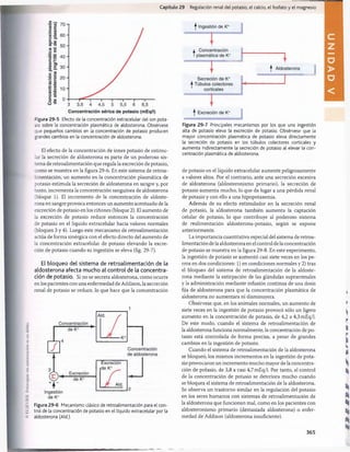Capítulo 29 Regulación renal del potasio, el calcio, el fosfato y el magnesio
^ Ingestión de K+
Figura 29-5 Efecto de la concentración extracelular del ion pota­
sio sobre la concentración plasmática de aldosterona. Obsérvese
que pequeños cambios en la concentración de potasio producen
grandes cambios en la concentración de aldosterona.
El efecto de la concentración de iones potasio de estimu­
lar la secreción de aldosterona es parte de un poderoso sis­
tema de retroalimentación que regula la excreción de potasio,
como se muestra en la figura 29-6. En este sistema de retroa­
limentación, un aumento en la concentración plasmática de
potasio estimula la secreción de aldosterona en sangre y, por
tanto, incrementa la concentración sanguínea de aldosterona
(bloque 1). El incremento de la concentración de aldoste­
rona en sangre provoca entonces un aumento acentuado de la
excreción de potasio en los riñones (bloque 2). El aumento de
la excreción de potasio reduce entonces la concentración
de potasio en el líquido extracelular hacia valores normales
(bloques 3 y 4). Luego este mecanismo de retroalimentación
actúa de forma sinèrgica con el efecto directo del aumento de
la concentración extracelular de potasio elevando la excre­
ción de potasio cuando su ingestión se eleva (fig. 29-7).
El bloqueo del sistema de retroalimentación de la
aldosterona afecta mucho al control de la concentra­
ción de potasio. Si no se secreta aldosterona, como ocurre
en los pacientes con una enfermedad de Addison, la secreción
renal de potasio se reduce, lo que hace que la concentración
Figura 29-6 Mecanismo clásico de retroalimentación para el con­
trol de la concentración de potasio en el líquido extracelular por la
aldosterona (Aid.).
Figura 29-7 Principales mecanismos por los que una ingestión
alta de potasio eleva la excreción de potasio. Obsérvese que la
mayor concentración plasmática de potasio eleva directamente
la secreción de potasio en los túbulos colectores corticales y
aumenta indirectamente la secreción de potasio al elevar la con­
centración plasmática de aldosterona.
de potasio en el líquido extracelular aumente peligrosamente
a valores altos. Por el contrario, ante una secreción excesiva
de aldosterona (aldosteronismo primario), la secreción de
potasio aumenta mucho, lo que da lugar a una pérdida renal
de potasio y con ello a una hipopotasemia.
Además de su efecto estimulador en la secreción renal
de potasio, la aldosterona también aumenta la captación
celular de potasio, lo que contribuye al poderoso sistema
de realimentación aldosterona-potasio, según se expone
anteriormente.
La importancia cuantitativa especial del sistema de retroa­
limentación de la aldosterona en el control de la concentración
de potasio se muestra en la figura 29-8. En este experimento,
la ingestión de potasio se aumentó casi siete veces en los pe­
rros en dos condiciones: 1) en condiciones normales y 2) tras
el bloqueo del sistema de retroalimentación de la aldoste­
rona mediante la extirpación de las glándulas suprarrenales
y la administración mediante infusión continua de una dosis
fija de aldosterona para que la concentración plasmática de
aldosterona no aumentara ni disminuyera.
Obsérvese que, en los animales normales, un aumento de
siete veces en la ingestión de potasio provocó sólo un ligero
aumento en la concentración de potasio, de 4,2 a 4,3mEq/l.
De este modo, cuando el sistema de retroalimentación de
la aldosterona funciona normalmente, la concentración de po­
tasio está controlada de forma precisa, a pesar de grandes
cambios en la ingestión de potasio.
Cuando el sistema de retroalimentación de la aldosterona
se bloqueó, los mismos incrementos en la ingestión de pota­
sio provocaron un incremento mucho mayor de la concentra­
ción de potasio, de 3,8 a casi 4,7 mEq/1. Por tanto, el control
de la concentración de potasio se deteriora mucho cuando
se bloquea el sistema de retroalimentación de la aldosterona.
Se observa un trastorno similar en la regulación del potasio
en los seres humanos con sistemas de retroalimentación de
la aldosterona que funcionan mal, como en los pacientes con
aldosteronismo primario (demasiada aldosterona) o enfer­
medad de Addison (aldosterona insuficiente).
365
桴瑰㨯⽢潯歳浥摩捯献潲
桴瑰㨯⽢潯歳浥摩捯献潲
 