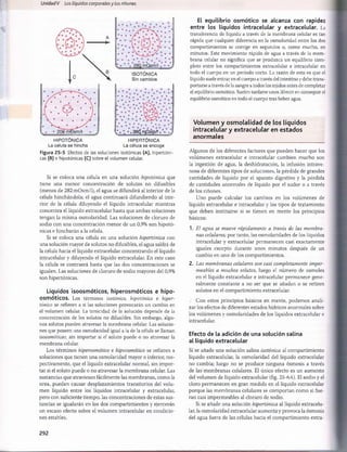 Unidad V Los líquidos corporalesy los riñones
HIPOTONICA
La célula se hincha
♦ • • . 36Q rryOsVt/r. '•
HIPERTONICA
La célula se encoge
Figura 25-5 Efectos de las soluciones isotónicas (A), hipertóni­
cas (B) e hipotónicas (C) sobre el volumen celular.
ISOTÓNICA
Sin cambios
Si se coloca una célula en una solución hipotónica que
tiene una menor concentración de solutos no difusibles
(menos de 282mOsm/l), el agua se difundirá al interior de la
célula hinchándola; el agua continuará difundiendo al inte­
rior de la célula diluyendo el líquido intracelular mientras
concentra el líquido extracelular hasta que ambas soluciones
tengan la misma osmolaridad. Las soluciones de cloruro de
sodio con una concentración menor de un 0,9% son hipotó­
nicas e hincharán a la célula.
Si se coloca una célula en una solución hipertónica con
una solución mayor de solutos no difusibles, el agua saldrá de
la célula hacia el líquido extracelular concentrando el líquido
intracelular y diluyendo el líquido extracelular. En este caso
la célula se contraerá hasta que las dos concentraciones se
igualen. Las soluciones de cloruro de sodio mayores del 0,9%
son hipertónicas.
Líquidos isoosmóticos, hiperosmóticos e hipo-
osmóticos. Los términos isotónico, hipotónico e hiper­
tónico se refieren a si las soluciones provocarán un cambio en
el volumen celular. La tonicidad de la solución depende de la
concentración de los solutos no difusibles. Sin embargo, algu­
nos solutos pueden atravesar la membrana celular. Las solucio­
nes que poseen una osmolaridad igual a la de la célula se llaman
isoosmóticas, sin importar si el soluto puede o no atravesar la
membrana celular.
Los términos hiperosmótico e hipoosmótico se refieren a
soluciones que tienen una osmolaridad mayor o inferior, res­
pectivamente, que el líquido extracelular normal, sin impor­
tar si el soluto puede o no atravesar la membrana celular. Las
sustancias que atraviesan fácilmente las membranas, como la
urea, pueden causar desplazamientos transitorios del volu­
men líquido entre los líquidos intracelular y extracelular,
pero con suficiente tiempo, las concentraciones de estas sus­
tancias se igualarán en los dos compartimientos y ejercerán
un escaso efecto sobre el volumen intracelular en condicio­
nes estables.
El equilibrio osm ótico se alcanza con rapidez
entre los líquidos intracelular y extracelular. La
transferencia de líquido a través de la membrana celular es tan
rápida que cualquier diferencia en la osmolaridad entre los dos
compartimientos se corrige en segundos o, como mucho, en
minutos. Este movimiento rápido de agua a través de la mem­
brana celular no significa que se produzca un equilibrio com­
pleto entre los compartimientos extracelular e intracelular en
todo el cuerpo en un período corto. La razón de esto es que el
líquido suele entrar en el cuerpo a través del intestino y debe trans­
portarse a través de la sangre a todos los tejidos antes de completar
el equilibrio osmótico. Suelen tardarse unos 30 min en conseguir el
equilibrio osmótico en todo el cuerpo tras beber agua.
Volum en y osm olalidad de los líquidos
intracelular y extracelular en estados
anorm ales
Algunos de los diferentes factores que pueden hacer que los
volúmenes extracelular e intracelular cambien mucho son
la ingestión de agua, la deshidratación, la infusión intrave­
nosa de diferentes tipos de soluciones, la pérdida de grandes
cantidades de líquido por el aparato digestivo y la pérdida
de cantidades anormales de líquido por el sudor o a través
de los riñones.
Uno puede calcular los cambios en los volúmenes de
líquido extracelular e intracelular y los tipos de tratamiento
que deben instituirse si se tienen en mente los principios
básicos:
1. El agua se mueve rápidamente a través de las membra­
nas celulares; por tanto, las osmolaridades de los líquidos
intracelular y extracelular permanecen casi exactamente
iguales excepto durante unos minutos después de un
cambio en uno de los compartimientos.
2. Las membranas celulares son casi completamente imper­
meables a muchos solutos, luego el número de osmoles
en el líquido extracelular e intracelular permanece gene­
ralmente constante a no ser que se añadan o se retiren
solutos en el compartimiento extracelular.
Con estos principios básicos en mente, podemos anali­
zar los efectos de diferentes estados hídricos anormales sobre
los volúmenes y osmolaridades de los líquidos extracelular e
intracelular.
Efecto de la adición de una solución salina
al líquido extracelular
Si se añade una solución salina isotónica al compartimiento
líquido extracelular, la osmolaridad del líquido extracelular
no cambia; luego no se produce ninguna osmosis a través
de las membranas celulares. El único efecto es un aumento
del volumen de líquido extracelular (fig. 25-6A). El sodio y el
cloro permanecen en gran medida en el líquido extracelular
porque las membranas celulares se comportan como si fue­
ran casi impermeables al cloruro de sodio.
Si se añade una solución hipertónica al líquido extracelu­
lar, la osmolaridad extracelular aumenta y provoca la osmosis
del agua fuera de las células hacia el compartimiento extra-
292
桴瑰㨯⽢潯歳浥摩捯献潲
桴瑰㨯⽢潯歳浥摩捯献潲
 