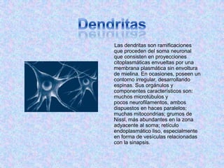 Las dendritas son ramificaciones
que proceden del soma neuronal
que consisten en proyecciones
citoplasmáticas envueltas por una
membrana plasmática sin envoltura
de mielina. En ocasiones, poseen un
contorno irregular, desarrollando
espinas. Sus orgánulos y
componentes característicos son:
muchos microtúbulos y
pocos neurofilamentos, ambos
dispuestos en haces paralelos;
muchas mitocondrias; grumos de
Nissl, más abundantes en la zona
adyacente al soma; retículo
endoplasmático liso, especialmente
en forma de vesículas relacionadas
con la sinapsis.
 