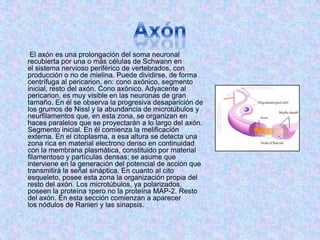 El axón es una prolongación del soma neuronal
recubierta por una o más células de Schwann en
el sistema nervioso periférico de vertebrados, con
producción o no de mielina. Puede dividirse, de forma
centrífuga al pericarion, en: cono axónico, segmento
inicial, resto del axón. Cono axónico. Adyacente al
pericarion, es muy visible en las neuronas de gran
tamaño. En él se observa la progresiva desaparición de
los grumos de Nissl y la abundancia de microtúbulos y
neurfilamentos que, en esta zona, se organizan en
haces paralelos que se proyectarán a lo largo del axón.
Segmento inicial. En él comienza la melificación
externa. En el citoplasma, a esa altura se detecta una
zona rica en material electrono denso en continuidad
con la membrana plasmática, constituido por material
filamentoso y partículas densas; se asume que
interviene en la generación del potencial de acción que
transmitirá la señal sináptica. En cuanto al cito
esqueleto, posee esta zona la organización propia del
resto del axón. Los microtúbulos, ya polarizados,
poseen la proteína τpero no la proteína MAP-2. Resto
del axón. En esta sección comienzan a aparecer
los nódulos de Ranieri y las sinapsis.
 