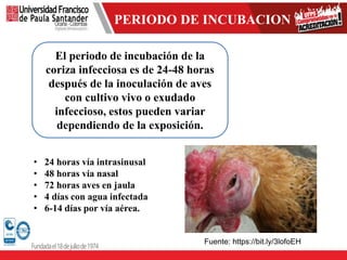 PERIODO DE INCUBACION
El periodo de incubación de la
coriza infecciosa es de 24-48 horas
después de la inoculación de aves
con cultivo vivo o exudado
infeccioso, estos pueden variar
dependiendo de la exposición.
• 24 horas vía intrasinusal
• 48 horas vía nasal
• 72 horas aves en jaula
• 4 días con agua infectada
• 6-14 días por vía aérea.
Fuente: https://bit.ly/3lofoEH
 