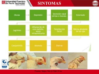 SINTOMAS
Fuente: https://bit.ly/3fpL3Um
 