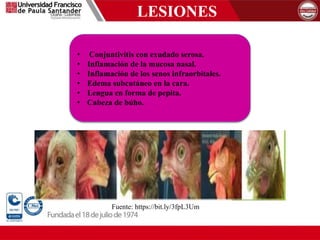 LESIONES
• Conjuntivitis con exudado serosa.
• Inflamación de la mucosa nasal.
• Inflamación de los senos infraorbitales.
• Edema subcutáneo en la cara.
• Lengua en forma de pepita.
• Cabeza de búho.
Fuente: https://bit.ly/3fpL3Um
 