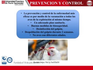 PREVENCION Y CONTROL
• La prevención y control de la enfermedad más
eficaz es por medio de la vacunación a todas las
aves de la explotación al mismo tiempo.
• Un adecuado plan sanitario.
• Buenas medidas de bioseguridad.
• Desinfección del galpón.
• Despoblación del galpón durante 2 semanas.
• No aves con diferentes edades.
Fuente: https://bit.ly/3m5ZnE8
 