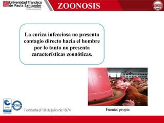 ZOONOSIS
La coriza infecciosa no presenta
contagio directo hacia el hombre
por lo tanto no presenta
características zoonóticas.
Fuente: propia
 