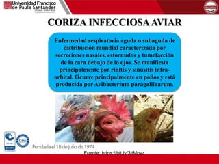 CORIZA INFECCIOSAAVIAR
Enfermedad respiratoria aguda o subaguda de
distribución mundial caracterizada por
secreciones nasales, estornudos y tumefacción
de la cara debajo de lo ojos. Se manifiesta
principalmente por rinitis y sinusitis infra-
orbital. Ocurre principalmente en pollos y está
producida por Avibacterium paragallinarum.
Fuente: https://bit.ly/3jtMpyz
 