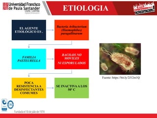 ETIOLOGIA
ETIOLOGIA
ELAGENTE
ETIOLÓGICO ES .
Bacteria Avibacterium
(Haemophilus)
paragallinarum
FAMILIA
PASTEURELLA
BACILOS NO
MOVILES
NI ESPORULADOS
POCA
RESISTENCIAA
DESINFECTANTES
COMUMES
SE INACTIVAA LOS
50º C
Fuente: https://bit.ly/2J12m1Q
 