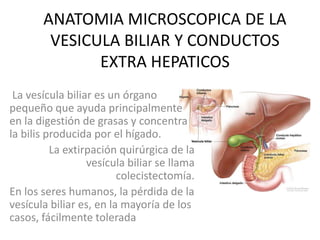 ANATOMIA MICROSCOPICA DE LA 
VESICULA BILIAR Y CONDUCTOS 
EXTRA HEPATICOS 
La vesícula biliar es un órgano 
pequeño que ayuda principalmente 
en la digestión de grasas y concentra 
la bilis producida por el hígado. 
La extirpación quirúrgica de la 
vesícula biliar se llama 
colecistectomía. 
En los seres humanos, la pérdida de la 
vesícula biliar es, en la mayoría de los 
casos, fácilmente tolerada 
 