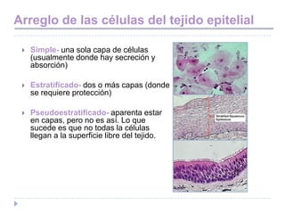 Arreglo de las células del tejido epitelial

    Simple- una sola capa de células
     (usualmente donde hay secreción y
     absorción)

    Estratificado- dos o más capas (donde
     se requiere protección)

    Pseudoestratificado- aparenta estar
     en capas, pero no es así. Lo que
     sucede es que no todas la células
     llegan a la superficie libre del tejido.
 