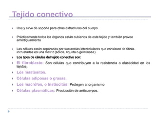 Tejido conectivo
   Une y sirve de soporte para otras estructuras del cuerpo

   Prácticamente todos los órganos están cubiertos de este tejido y también provee
    amortiguamiento

   Las células están separadas por sustancias intercelulares que consisten de fibras
    incrustadas en una matriz (sólida, líquida o gelatinosa).
   Los tipos de células del tejido conectivo son:
   El fibroblasto: Son células que contribuyen a la resistencia o elasticidad en los
    tejidos.
   Los mastositos.
   Células adiposas o grasas.
   Los macrófos, o histiocitos: Protegen al organismo
   Células plasmáticas: Producción de anticuerpos.
 
