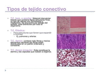 Tipos de tejido conectivo
   T.C. laxo, o areolar: Material intercelular
    blando que contiene fibras reticulares finas,
    su tipo de células son fibroblastos y
    mastositos. Se encuentra por debajo del
    epitelio, esta distribuido por todo el
    organismo.

   T.C. Elástico:
       Para estructuras que tienen que expandir
        o contraer
           Ej. pulmones y arterias

   T.C. denso: contiene más fibras y menos
    elementos celulares las fibras están
    distribuidas en un patrón ordenado y
    constante.

   T.C. denso irregular: Este constituye la
    dermis y las cápsulas que rodean a órganos.
 