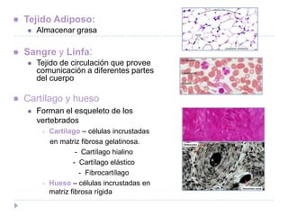    Tejido Adiposo:
       Almacenar grasa

   Sangre y Linfa:
       Tejido de circulación que provee
        comunicación a diferentes partes
        del cuerpo

   Cartílago y hueso
       Forman el esqueleto de los
        vertebrados
            Cartílago – células incrustadas
             en matriz fibrosa gelatinosa.
                      - Cartílago hialino
                     - Cartílago elástico
                       - Fibrocartílago
            Hueso – células incrustadas en
             matriz fibrosa rígida
 