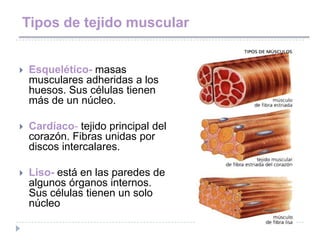 Tipos de tejido muscular


   Esquelético- masas
    musculares adheridas a los
    huesos. Sus células tienen
    más de un núcleo.

   Cardíaco- tejido principal del
    corazón. Fibras unidas por
    discos intercalares.

   Liso- está en las paredes de
    algunos órganos internos.
    Sus células tienen un solo
    núcleo
 