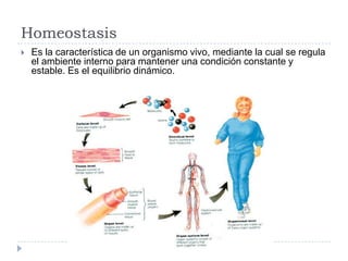 Homeostasis
   Es la característica de un organismo vivo, mediante la cual se regula
    el ambiente interno para mantener una condición constante y
    estable. Es el equilibrio dinámico.
 