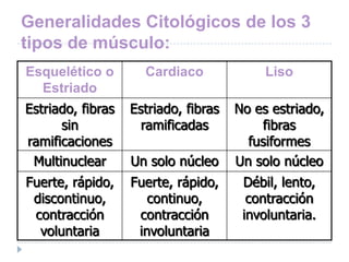 Generalidades Citológicos de los 3
tipos de músculo:
Esquelético o        Cardiaco              Liso
  Estriado
Estriado, fibras   Estriado, fibras   No es estriado,
      sin            ramificadas          fibras
ramificaciones                          fusiformes
 Multinuclear      Un solo núcleo     Un solo núcleo
Fuerte, rápido,    Fuerte, rápido,     Débil, lento,
 discontinuo,         continuo,         contracción
 contracción        contracción        involuntaria.
  voluntaria        involuntaria
 