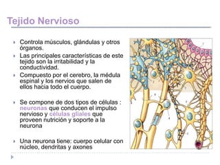 Tejido Nervioso

    Controla músculos, glándulas y otros
     órganos.
    Las principales características de este
     tejido son la irritabilidad y la
     conductividad.
    Compuesto por el cerebro, la médula
     espinal y los nervios que salen de
     ellos hacia todo el cuerpo.

    Se compone de dos tipos de células :
     neuronas que conducen el impulso
     nervioso y células gliales que
     proveen nutrición y soporte a la
     neurona

    Una neurona tiene: cuerpo celular con
     núcleo, dendritas y axones
 