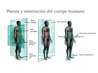 Planos y orientación del cuerpo humano

             Plano
             Sagital     Plano Coronal




            Plano
            parasagita
            l                            Plano axial o transversal




           Plano
           sagital de
           la mano




           Plano
                                         Plano coronal del pie
           sagital del
           pie
 