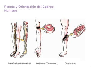 Planos y Orientación del Cuerpo
Humano




  Corte Sagital / Longitudinal   Corte axial / Transversal   Corte oblicuo
 
