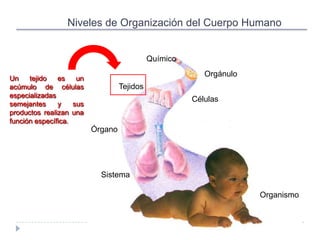Niveles de Organización del Cuerpo Humano


                                             Químico
                                                          Orgánulo
Un    tejido   es    un
acúmulo de células                 Tejidos
especializadas
                                                       Células
semejantes     y    sus
productos realizan una
función específica.
                          Órgano




                            Sistema

                                                                     Organismo
 
