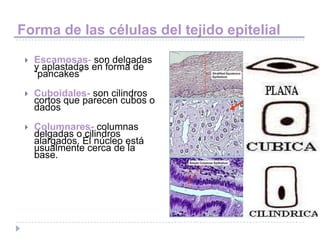 Forma de las células del tejido epitelial
    Escamosas- son delgadas
     y aplastadas en forma de
     “pancakes”
    Cuboidales- son cilindros
     cortos que parecen cubos o
     dados
    Columnares- columnas
     delgadas o cilindros
     alargados. El núcleo está
     usualmente cerca de la
     base.
 