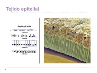 Tejido epitelial
 