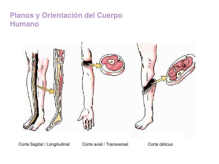 Morfofisiología del Cuerpo Humano