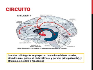 CIRCUITO




Las vías colinérgicas se proyectan desde los núcleos basales,
situados en el pálido, al córtex (frontal y parietal principalmente), y
al tálamo, amígdala e hipocampo
 