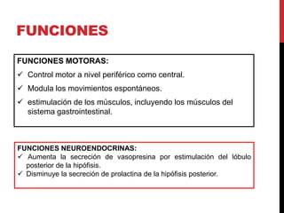 FUNCIONES
FUNCIONES MOTORAS:
 Control motor a nivel periférico como central.
 Modula los movimientos espontáneos.
 estimulación de los músculos, incluyendo los músculos del
  sistema gastrointestinal.



FUNCIONES NEUROENDOCRINAS:
 Aumenta la secreción de vasopresina por estimulación del lóbulo
  posterior de la hipófisis.
 Disminuye la secreción de prolactina de la hipófisis posterior.
 