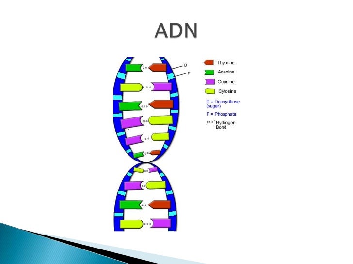 Resultado de imagen para adn