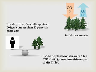 1m3 de crecimiento
1 ha de plantación adulta aporta el
Oxígeno que respiran 40 personas
en un año.
0,25 ha de plantación almacena 5 ton
CO2 al año (promedio emisiones per
cápita Chile).
 