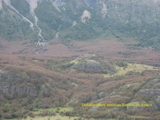Defoliaciones masivas Región de Aysén
 