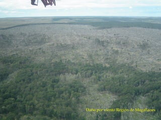 Daño por viento Región de Magallanes
 