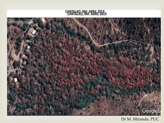Dr M. Miranda. PUC
 