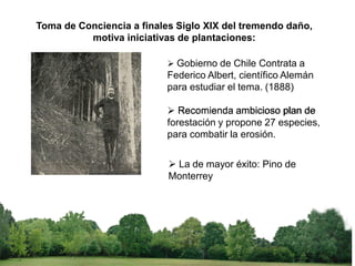 6
Toma de Conciencia a finales Siglo XIX del tremendo daño,
motiva iniciativas de plantaciones:
➢ Gobierno de Chile Contrata a
Federico Albert, científico Alemán
para estudiar el tema. (1888)
➢ Recomienda ambicioso plan de
forestación y propone 27 especies,
para combatir la erosión.
Recomienda ambicioso plan de
➢ La de mayor éxito: Pino de
Monterrey
 