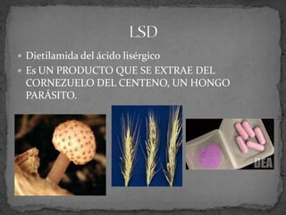  Dietilamida del ácido lisérgico
 Es UN PRODUCTO QUE SE EXTRAE DEL
CORNEZUELO DEL CENTENO, UN HONGO
PARÁSITO.
 