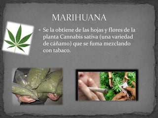  Se la obtiene de las hojas y flores de la
planta Cannabis sativa (una variedad
de cáñamo) que se fuma mezclando
con tabaco.
 