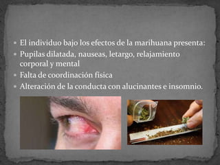  El individuo bajo los efectos de la marihuana presenta:
 Pupilas dilatada, nauseas, letargo, relajamiento
corporal y mental
 Falta de coordinación física
 Alteración de la conducta con alucinantes e insomnio.
 