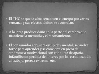 El THC se queda almacenado en el cuerpo por varias
semanas y sus efectos tóxicos se acumulan.
 A la larga produce daño en la parte del cerebro que
mantiene la memoria y el razonamiento.
 El consumidor adquiere estupidez mental, se vuelve
torpe para aprender y se convierte en presa del
síndrome a motivacional con conducta de apatía
infantilismo, perdida del interés por los estudios, odio
al trabajo, pereza extrema, etc.
 