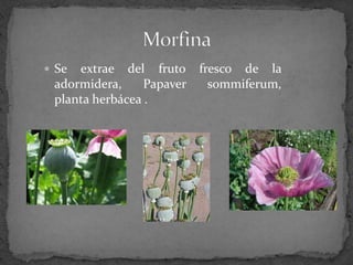  Se extrae del fruto fresco de la
adormidera, Papaver sommiferum,
planta herbácea .
 