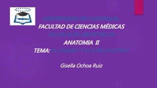 UNIVERSIDAD DE GUAYAQUIL
FACULTAD DE CIENCIAS MÉDICAS
ESCUELA DE OBSTETRICIA
ANATOMIA II
TEMA: EL OVARIO Y SUS RELACIONES
Gisella Ochoa Ruiz
 