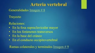 Arteria vertebral
Generalidades Imagen # 8
Trayecto
Relaciones:
• En la fosa supraclavicular mayor
• En los forámenes transversos
• En la base del cráneo
• En el conducto occipitovertebral
Ramas colaterales y terminales Imagen # 9
 