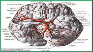 "Sobo 1909 3 548" by Dr. Johannes Sobotta - Atlas and Text-book of Human Anatomy Volume III Vascular System, Lymphatic system, Nervous system
and Sense Organs. Licensed under Public Domain via Wikimedia Commons -
https://commons.wikimedia.org/wiki/File:Sobo_1909_3_548.png#/media/File:Sobo_1909_3_548.png
 