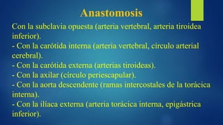Anastomosis
Con la subclavia opuesta (arteria vertebral, arteria tiroidea
inferior).
- Con la carótida interna (arteria vertebral, círculo arterial
cerebral).
- Con la carótida externa (arterias tiroideas).
- Con la axilar (círculo periescapular).
- Con la aorta descendente (ramas intercostales de la torácica
interna).
- Con la ilíaca externa (arteria torácica interna, epigástrica
inferior).
 