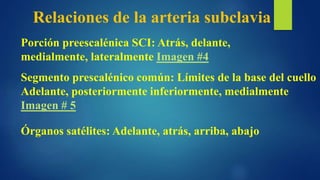 Relaciones de la arteria subclavia
Porción preescalénica SCI: Atrás, delante,
medialmente, lateralmente Imagen #4
Segmento prescalénico común: Límites de la base del cuello
Adelante, posteriormente inferiormente, medialmente
Imagen # 5
Órganos satélites: Adelante, atrás, arriba, abajo
 