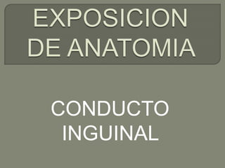 EXPOSICION DE ANATOMIA  CONDUCTO INGUINAL  