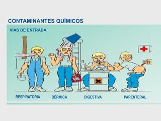 CONTAMINANTES QUÍMICOS
RESPIRATORIA PARENTERAL
DÉRMICA DIGESTIVA
VÍAS DE ENTRADA
 