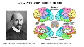 ÁREAS Y FUNCIONES DEL CEREBRO
Figura 2. Áreas del cerebro. Fuente: Guerrí, 2021.
Figura 1. Korbinian Brodmann. Fuente: Mas, 2016.
 